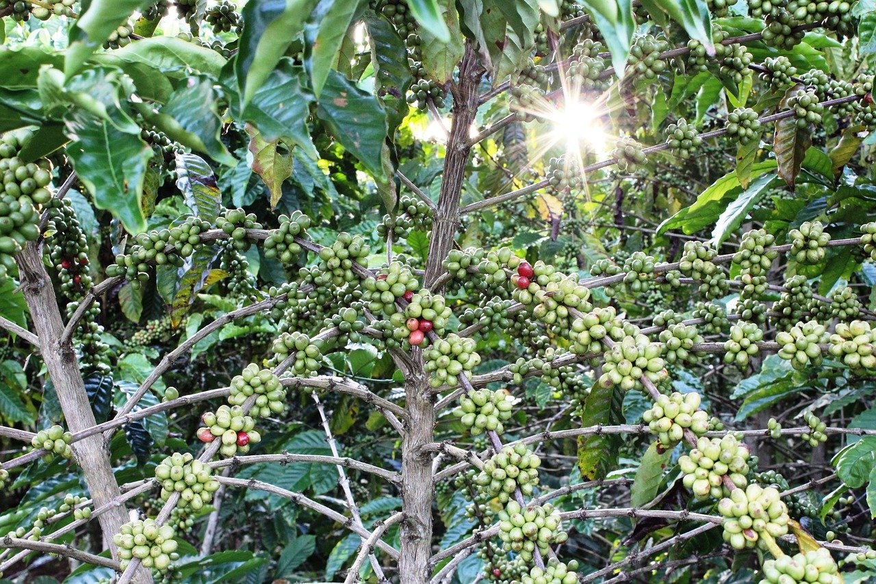Ethiopia's Coffee Exports Reach USD 835 Million in Nine Months