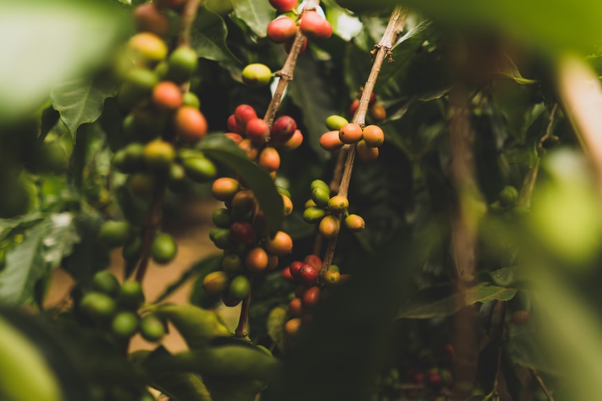 Ethiopia's Coffee Exports Reach USD 716 Million in Eight Months
