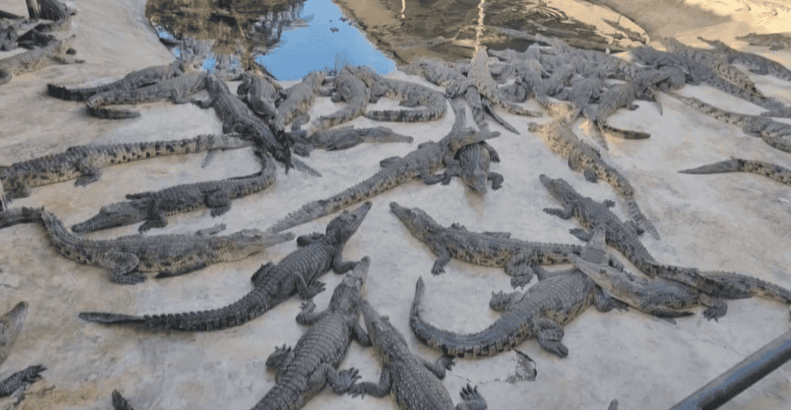Crocodile Gamo 1