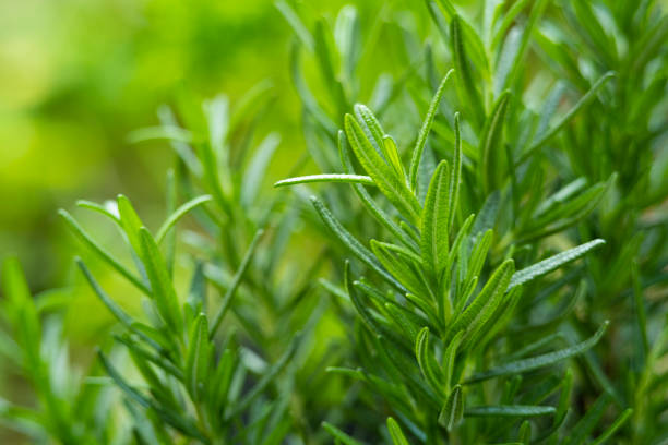 Rosemary News