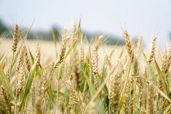 Wheat Wheat