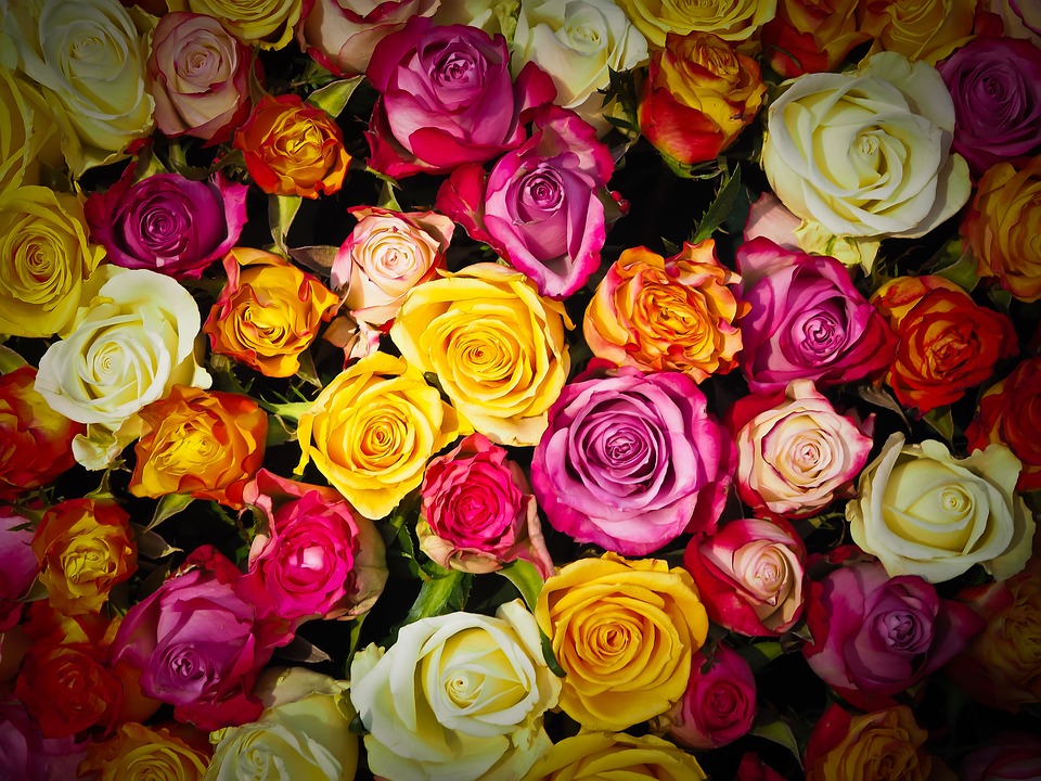 flowers-roses